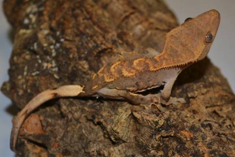 Small Flame Crested Geckos