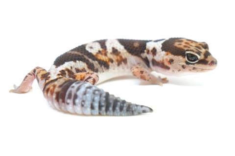 Sub Adult Whiteout African Fat Tailed Geckos