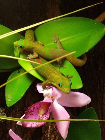 Adult Gold Dust Day Geckos