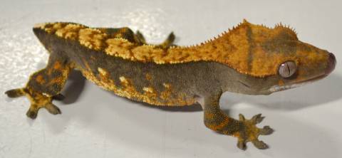 Adult Crested Geckos w/stub tails