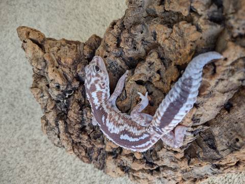 Adult Zulu Whiteout African Fat Tailed Geckos