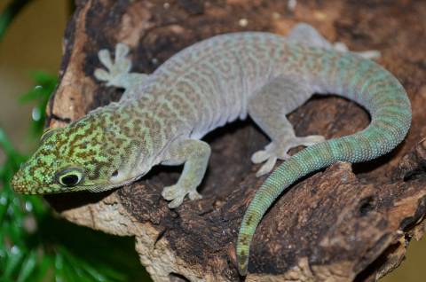 Baby Standings Day Geckos