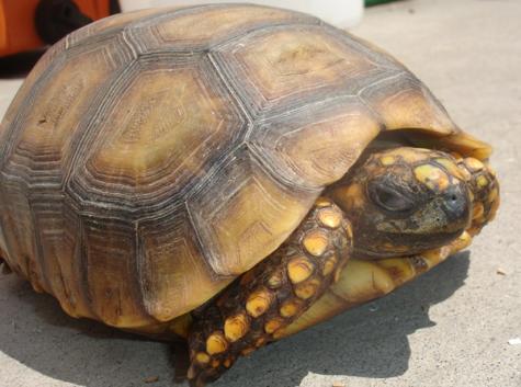 Large Yellow Foot Tortoises
