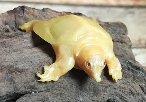 Baby Albino Chinese Soft Shelled Turtles