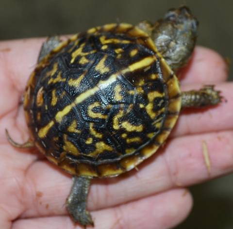 Baby Ornate Box Turtles