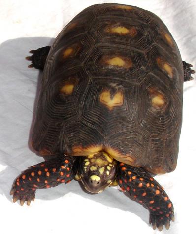Sub Adult Red Foot Tortoises