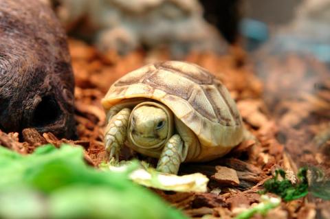 Baby Golden Greek Tortoises