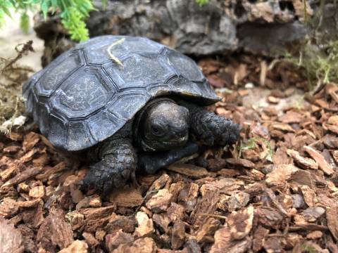 Baby Burmese Black Mountain Tortoises