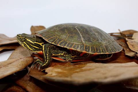 Western Painted Turtles