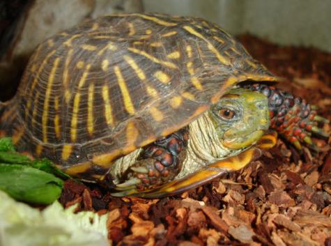 Ornate Box Turtles