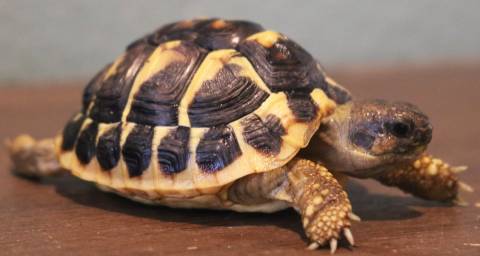 Small Western Hermanns Tortoises
