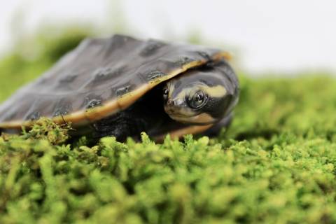 Small Malaysian Pink Bellied Side-Necked Turtles