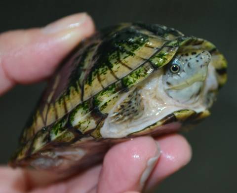 Small Razor-backed Musk Turtles
