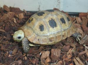 Baby Elongated Tortoises