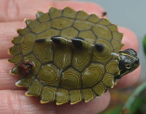 Baby Northern Black Knobbed Map Turtles