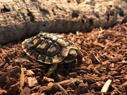 Baby Pancake Tortoises