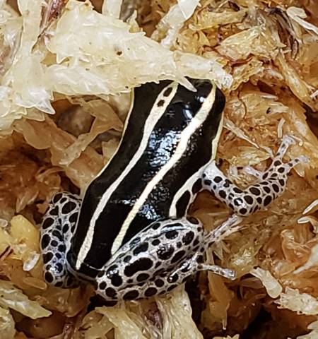 Biolat Thumbnail Dart Frogs