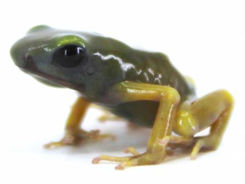 Golden Auratus Dart Frogs