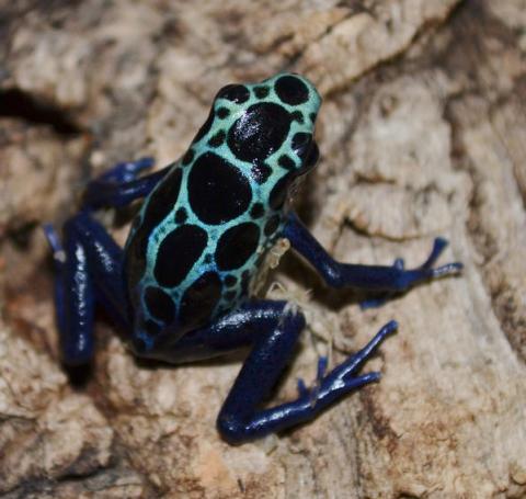 New River Tinc Arrow Frogs