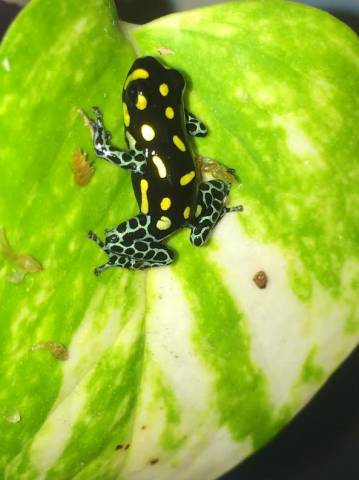 Brazilian Dart Frogs (Ranitomeya vanzolinii)