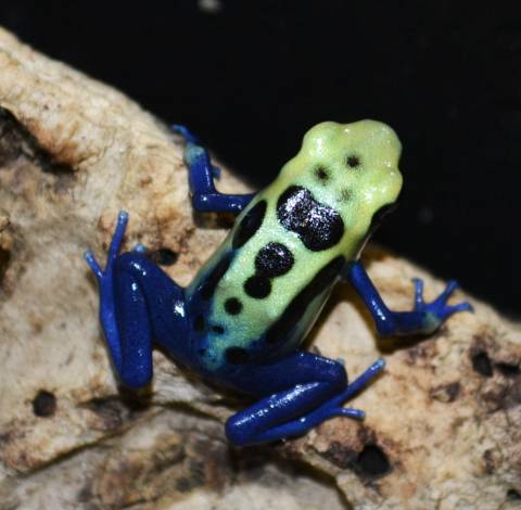 Yellow Laura Sipilawini Tinc Arrow Frogs