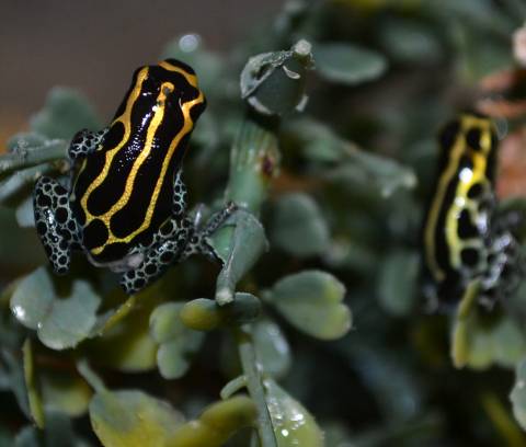 Ranitomeya imitator 'Baja Huallaga'