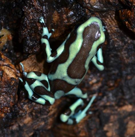 Adult Green & Bronze Arrow Frogs