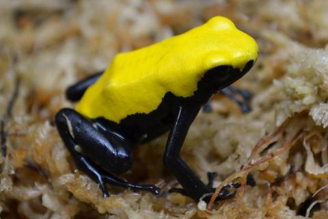 Adult Yellow Splashback Arrow Frogs