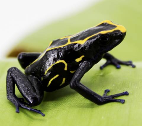 Adult Dendrobates tinctorius 'Boulanger' 