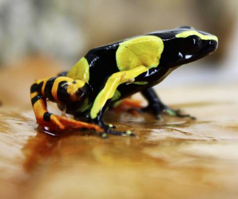 Baron's Painted Mantellas