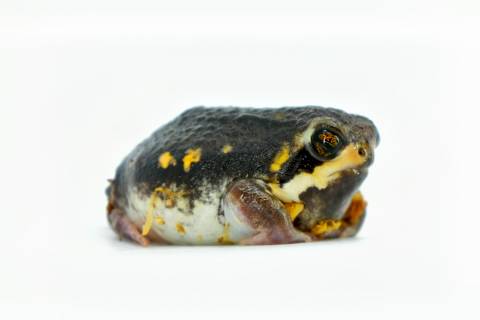 Mozambique Rain Frogs