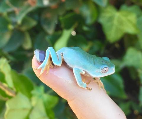 Baby Giant Bicolor Monkey Tree Frogs