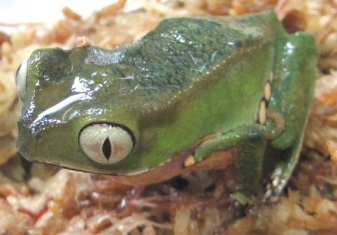 Baby Razorback Monkey Tree Frogs