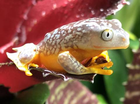 Peruvian Fringed Leaf Frogs