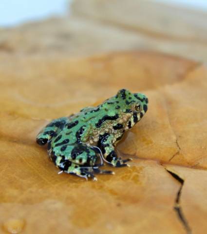 Baby Fire Belly Toads