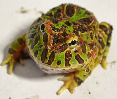 Baby Ornate Pacman Frogs