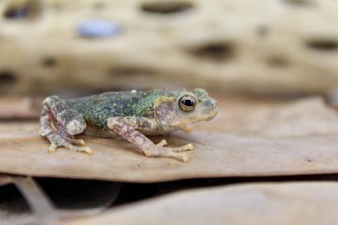 Yellow Spotted Climbing Toads