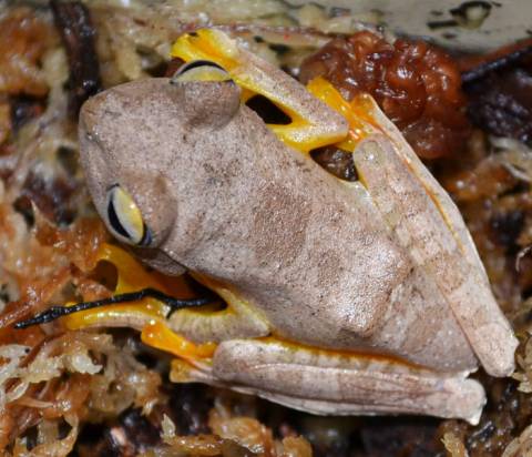 Harlequin Tree Frogs