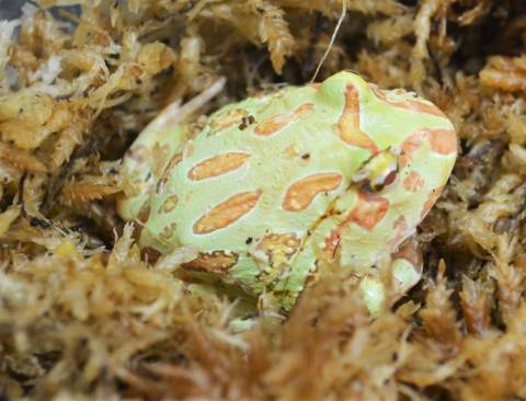 Baby Albino Samurai Pacman Frogs