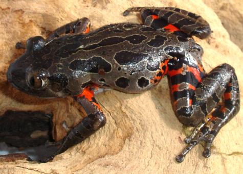 Red Legged Running Frogs