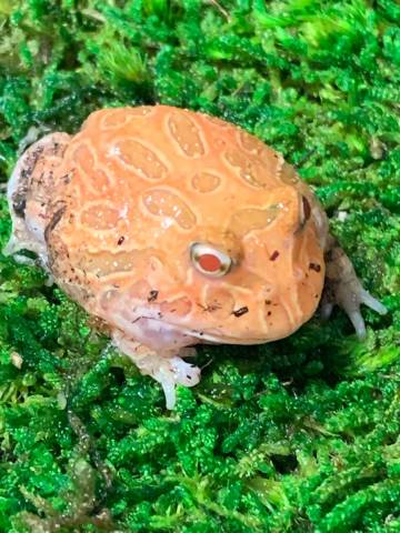 Baby Strawberry Pineapple Pacman Frogs