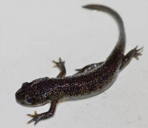 Spanish Ribbed Newts