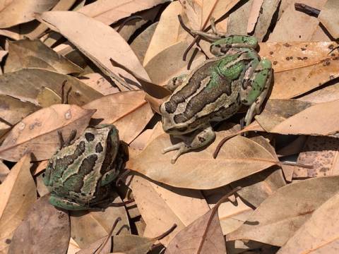 Andean Marsupial Tree Frogs