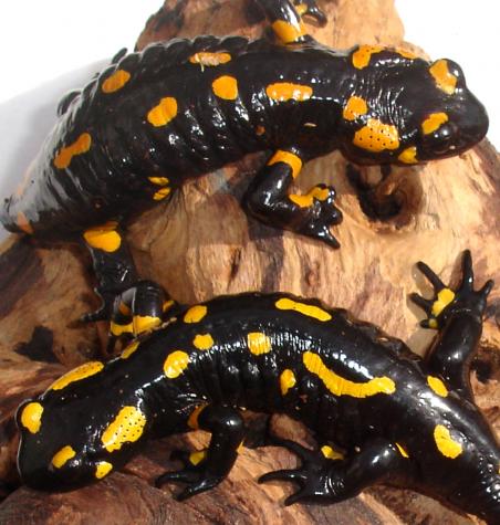 Russian Fire Salamanders