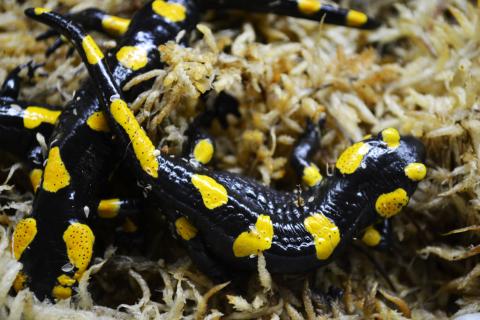 Small Russian Fire Salamanders