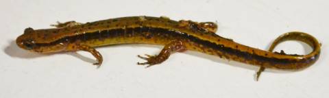 Two Lined Salamanders