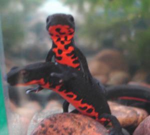 Fire Belly Newts
