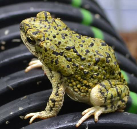 Western Green Toads