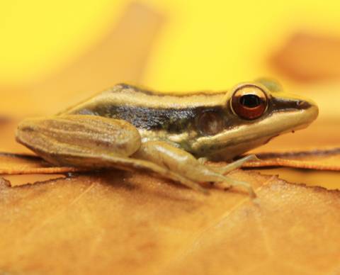 Asian Greenback Frogs
