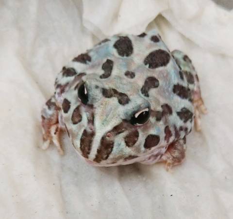 Phantom Pacman Frogs